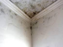 Mold Remediation for Rental Properties in Ardmore, OK